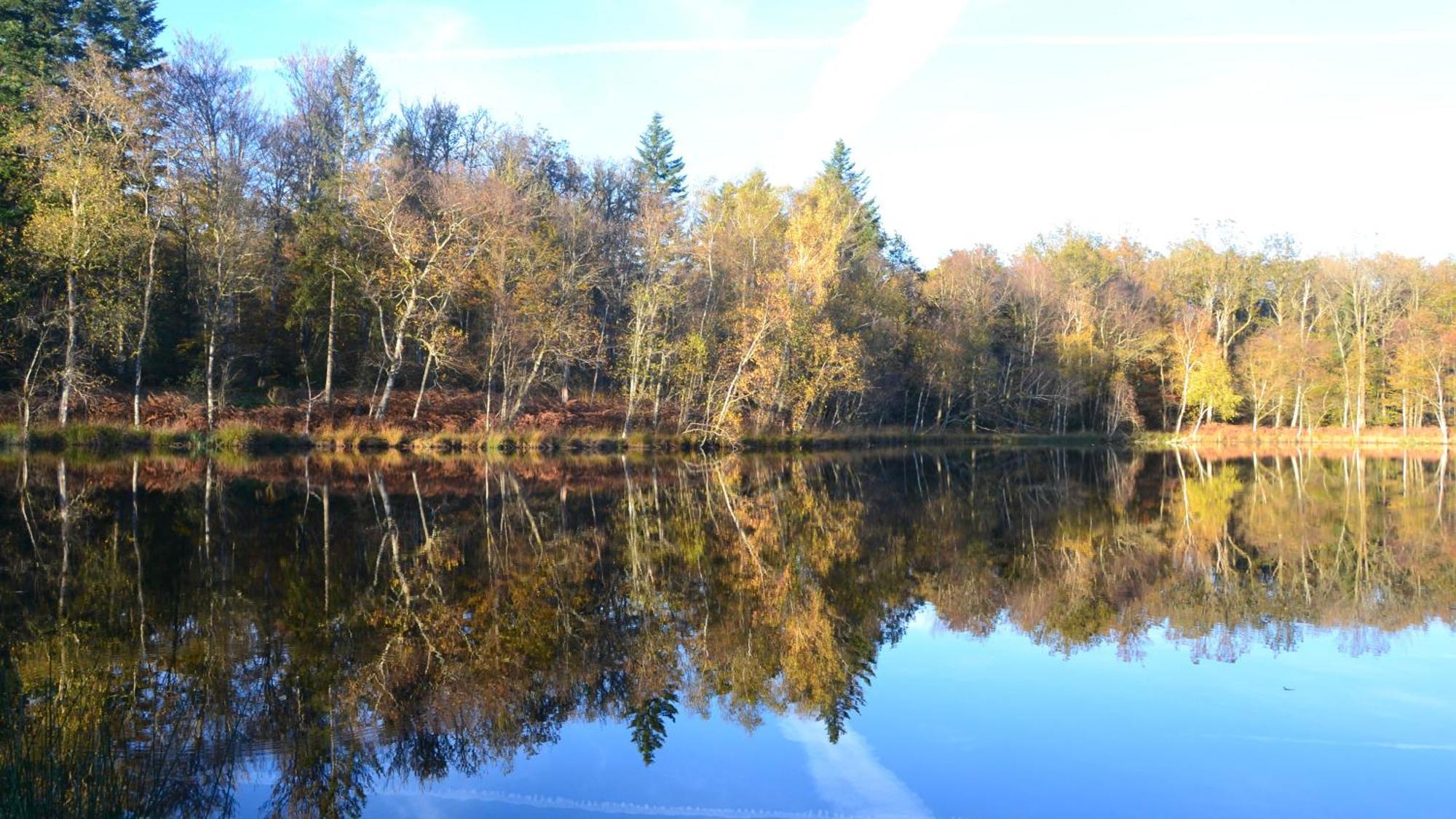 Chalet Des Aigrettes, Les 1000 Etangs La Voivre  Exteriör bild